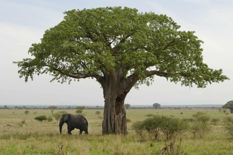 4 Dagar Tarangire, Ngorongoro, Serengeti Gruppsammanslagning Safari4 dagars naturskön gruppsafari i Tarangire, Ngorongoro och Serengeti