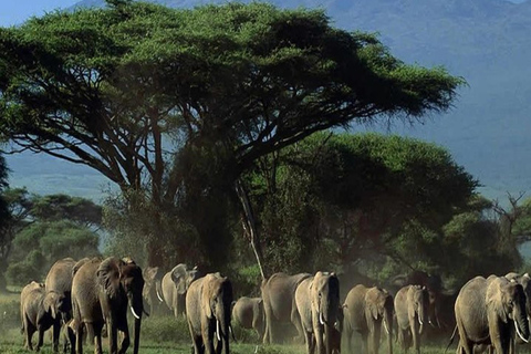 Safari di lusso di 4 giorni nel Parco Nazionale di Amboseli