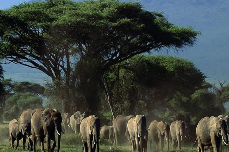 Safari di lusso di 4 giorni nel Parco Nazionale di Amboseli