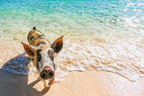 Nassau: Pigs Beach Trip by Boat with Swimming and Feeding