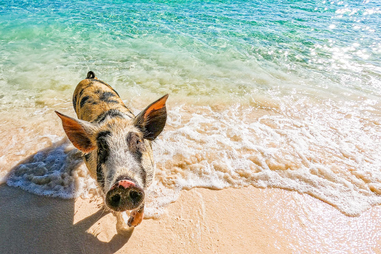 Nassau: Pigs Beach Trip by Boat with Swimming and Feeding