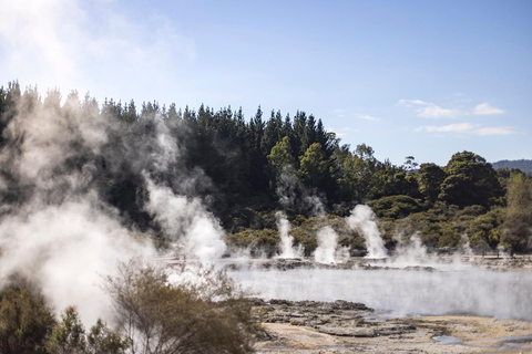 Vanuit Rotorua: HELL&#039;s GATE Geothermisch MUDBAD Halve Dag Tour