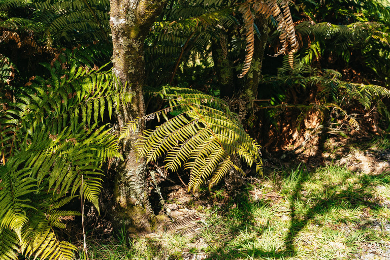 Rotorua: Waimangu Volcanic Valley Entry Ticket