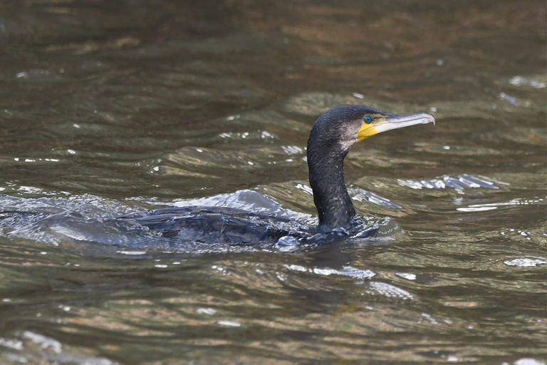 3-Day Amazon Expedition: Jungle, River & Wildlife Tour