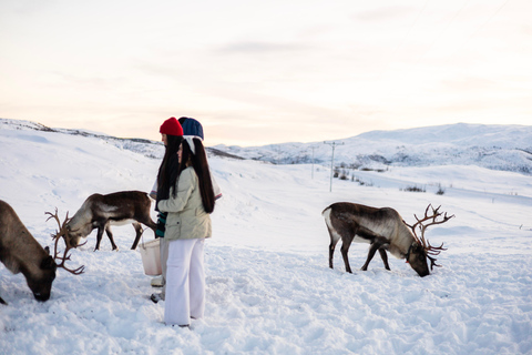 Tromsø: Exclusive Sámi Reindeer Experience with herders