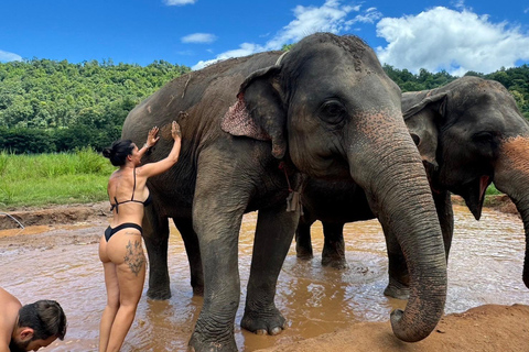 Chiang Mai : Sanctuaire des éléphants, sentier des moines et visite du Doi SuthepPrise en charge en hôtel à Chiang Mai Center