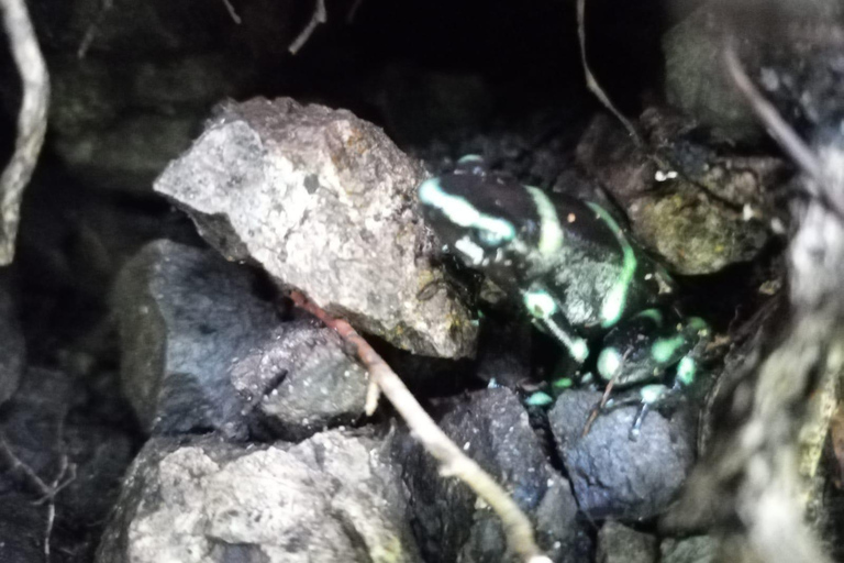 Jacó Puntarenas: Cascate ed esperienza 4x4