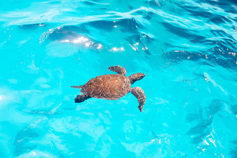 Protaras Medusa Chill Out-Turtle Cruises/Blue Lagoon-SeaCave