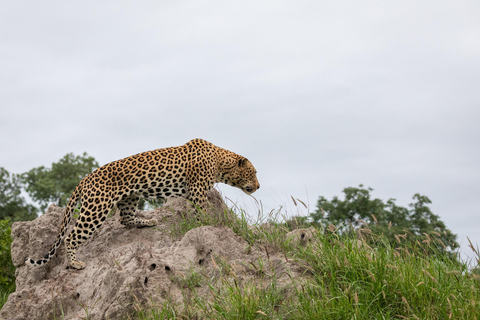 Jodhpur To Udaipur : Leopard Safari, Ranakpur & Kumbhalgarh