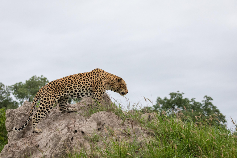 Jodhpur To Udaipur : Leopard Safari, Ranakpur & Kumbhalgarh
