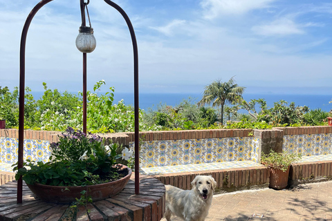 Sorrento: Cooking with a Local Chef & Wine Pairing by the Sea