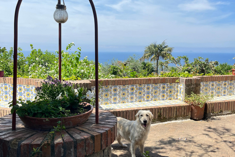 Sorrento: Cooking with a Local Chef & Wine Pairing by the Sea