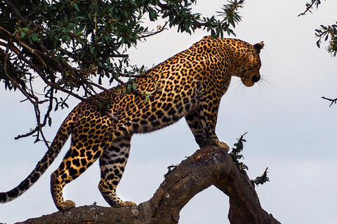 4-Day Masai Mara & Lake Nakuru Safari