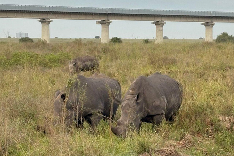 Nairobi National Park: Early Morning or afternoon adventure Early morning game drive in a Landcruiser JEEP