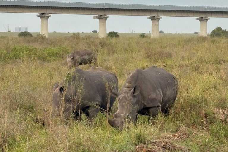 Nairobi National Park: Early Morning or afternoon adventure Early morning game drive in a Landcruiser JEEP