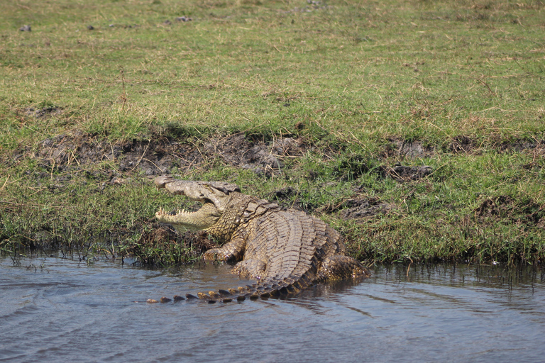 Viagem de 1 dia prolongado ao Chobe