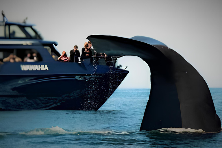 Private Kaikoura Whale Watching Day Trip from Christchurch