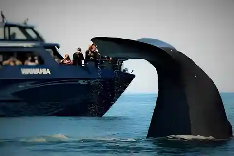 From Christchurch: Private Kaikoura Transfer with Guide