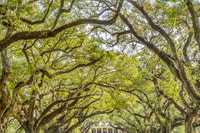 Desde Nueva Orleans, Oak Alley Plantation Tour - Housity