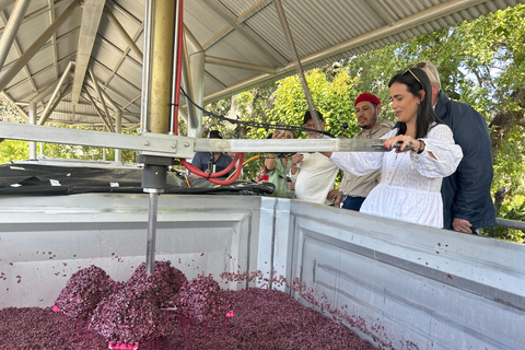 Sonoma Valley: Guided Winery Tour with Picnic Lunch