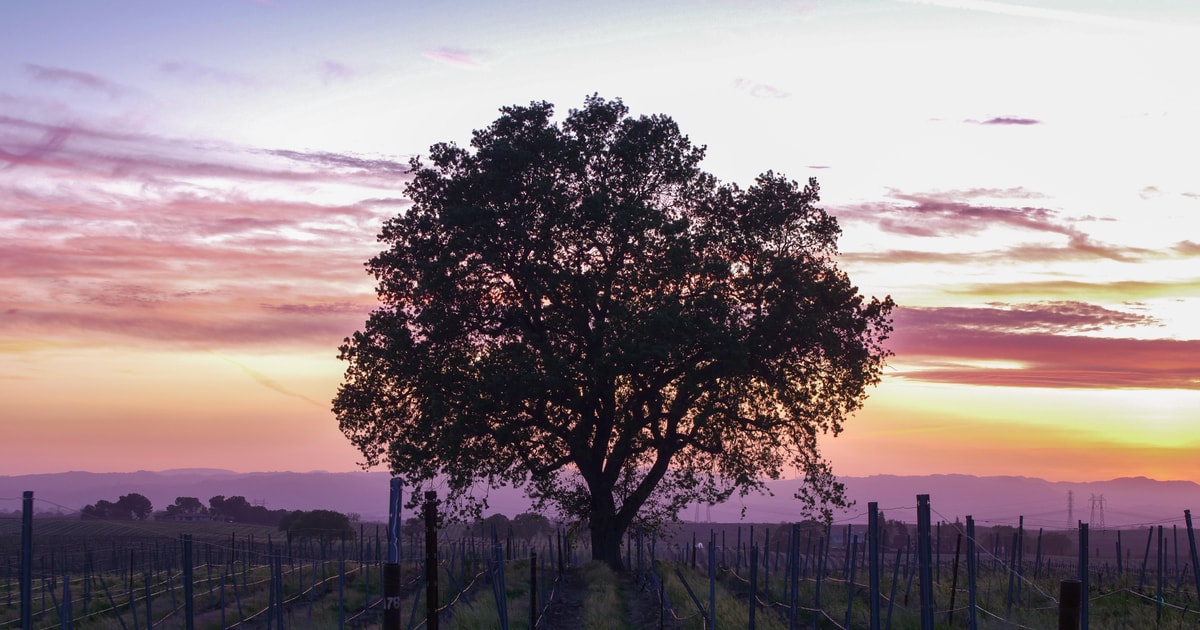 SelfGuided Wine Tasting Audio Tour Calaveras County GetYourGuide