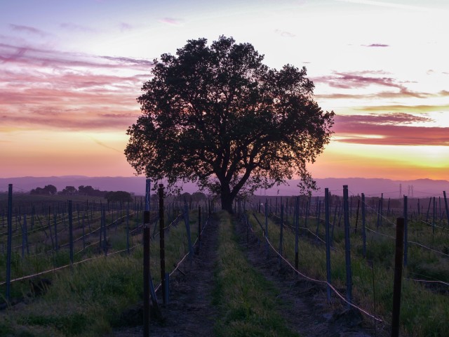 Visit Self-Guided Wine Tasting Audio Tour - Calaveras County in Murphys, California