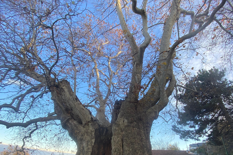 From Tbilisi: Kakheti Wine, Cheese and Bread-making Day Trip