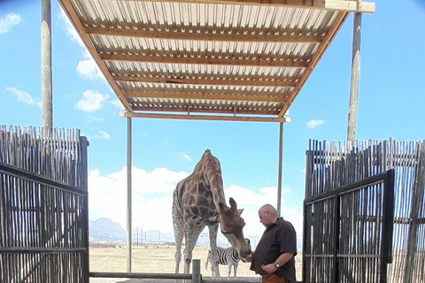 Cheetah, Giraffes Encounter, lion's park, and Wine Tasting