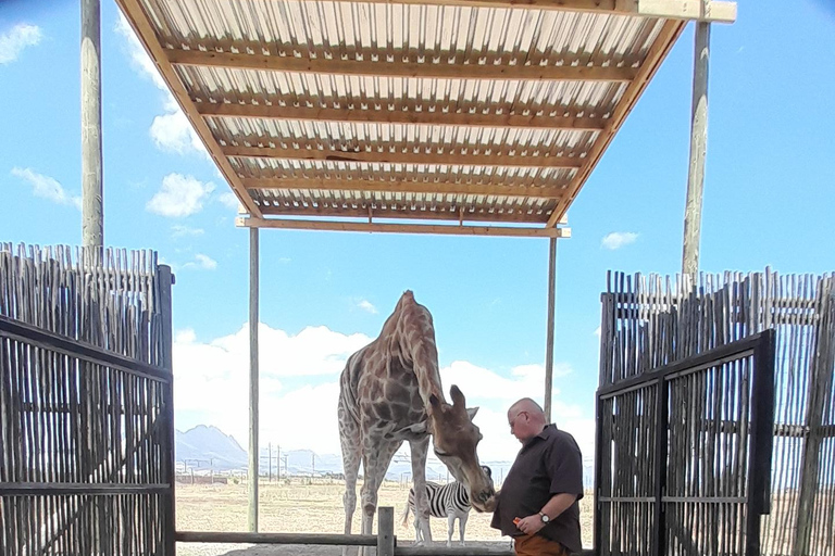 Cheetah, Giraffes Encounter, lion's park, and Wine Tasting