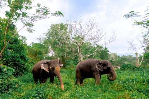 From Phuket: Ethical Elephant Interactive Trek and Tour