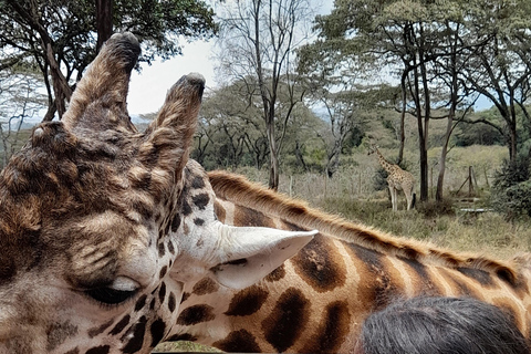 Nairobi: Parco nazionale, orfanotrofio degli elefanti e tour delle giraffe