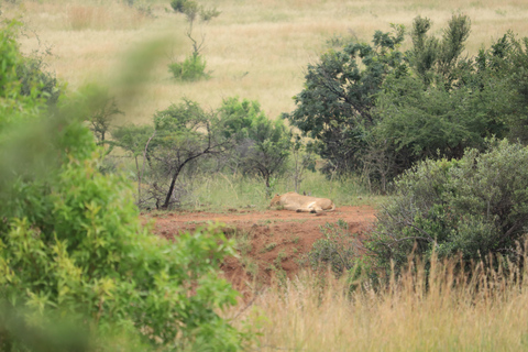 3-tägige Pilanesberg Tlou En-Suite Zelt-Safari3-tägige Pilanesberg Tlou Safari mit Zeltunterkunft und eigenem Bad