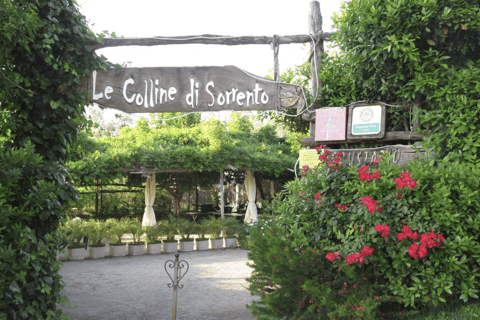 Sorrento: Rondleiding door de citroentuin met proeverijen