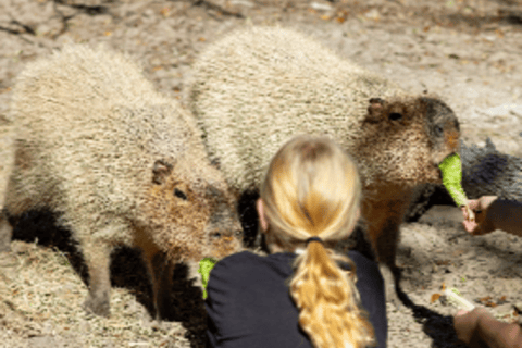 Orlando: Guided Wildlife Sanctuary Animal Encounter Tour Lakeland: Guided Wildlife Sanctuary Animal Encounter Tour