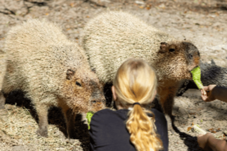 Orlando: Guided Wildlife Sanctuary Animal Encounter Tour Lakeland: Guided Wildlife Sanctuary Animal Encounter Tour