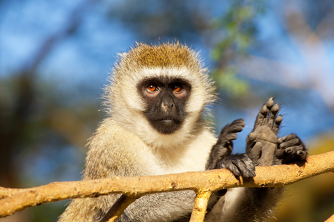 4天基巴莱森林黑猩猩追踪私人游4-Day Kibale Forest Chimpanzee Tracking Private Safari