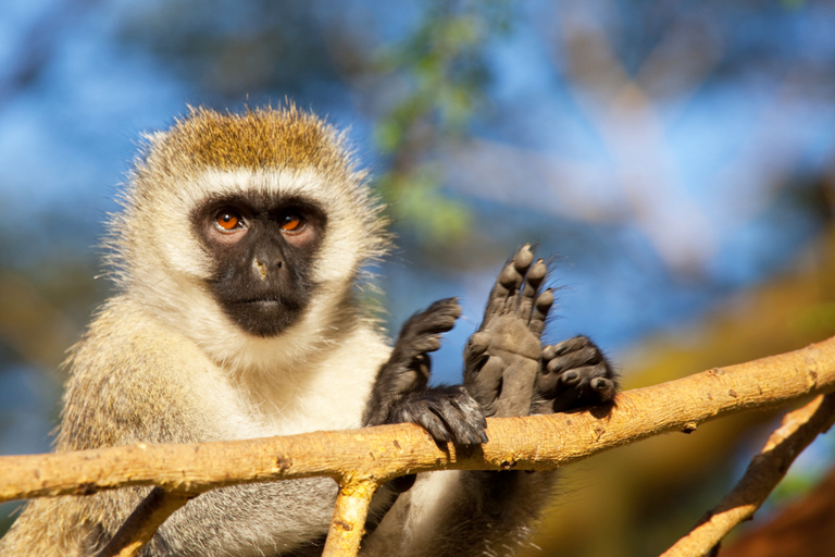 4天基巴莱森林黑猩猩追踪私人游4-Day Kibale Forest Chimpanzee Tracking Private Safari