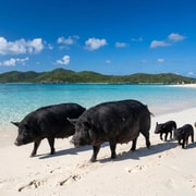 Koh Samui: Pig Island & Koh Tan Snorkeling Speedboat Tour