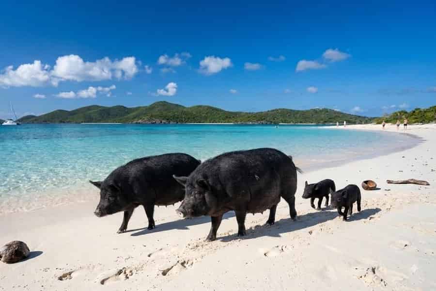 Koh Samui: Pig Island & Koh Tan Schnorcheltour per Schnellboot. Foto: GetYourGuide