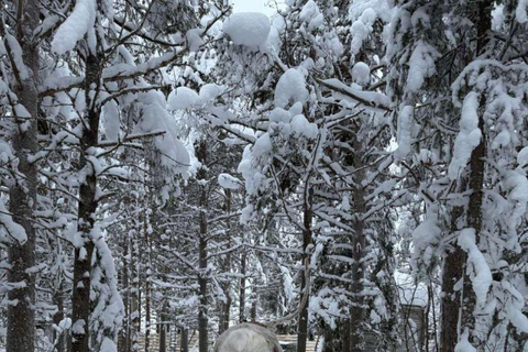 Levi: Ultimate Combo! Husky Safari & Reindeer Sleigh Ride Levi: Husky and Reindeer Arctic Duo Safari