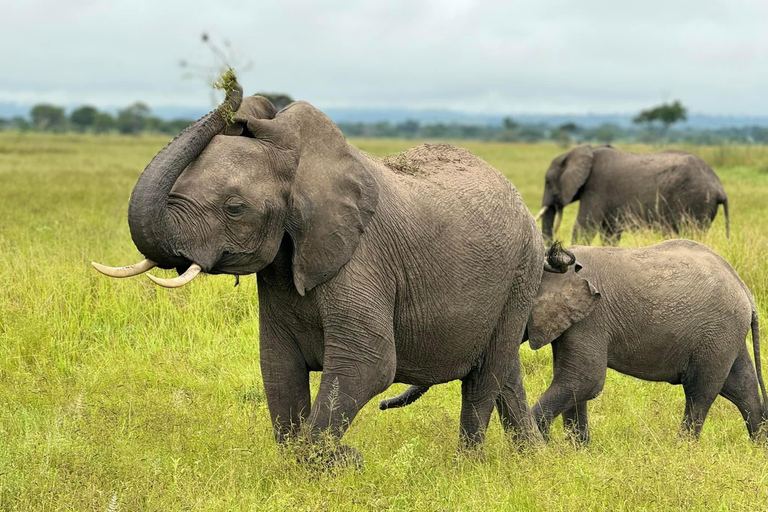 Tanzanie : 7 jours d&#039;aventure migratoire en Tanzanie faune et floreTanzanie : 7 jours d&#039;aventure pour la migration des gnous