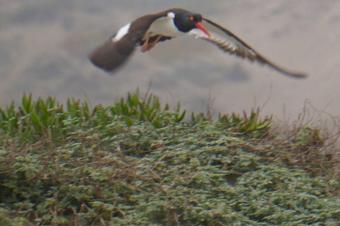 Observation des oiseaux Zone humide de Mantagua &amp; Pingouins Île de Cachagua STGO