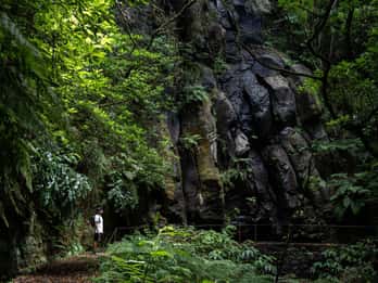 Madère : PR 9 - Levada do Caldeirão Verde Hike Transfer