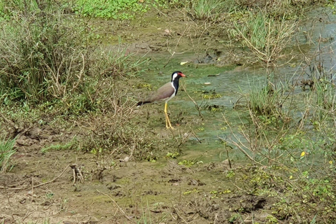 From Arugambay : Yala National Park Safari & Dropoff in Ella