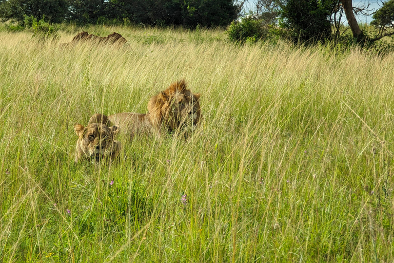 Een driedaagse wildsafari in Akagera