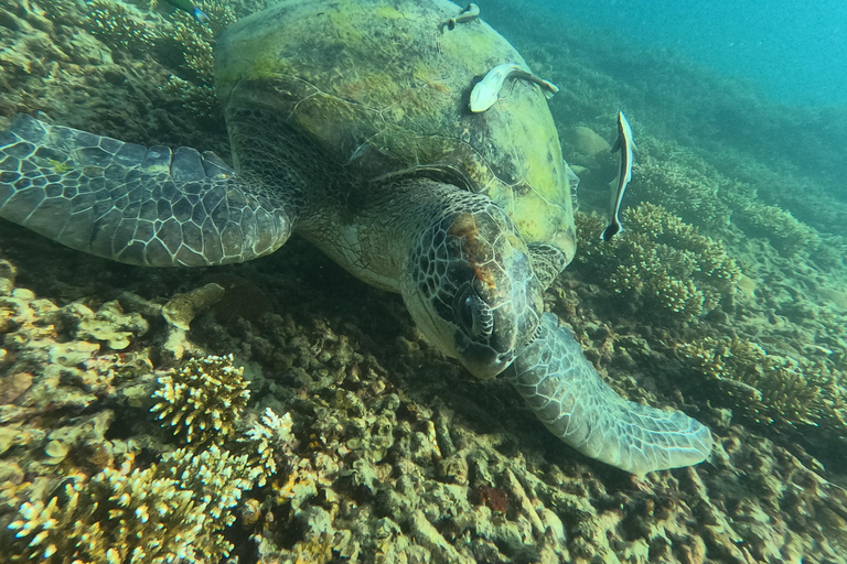 Koh Tao: Koh Nangyuan & Hidden Bays Snorkeling Tour w/ Lunch