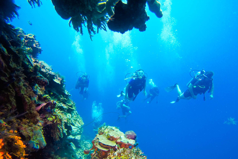 Aventure de plongée sous-marine à Catalina Le mur et l&#039;aquarium