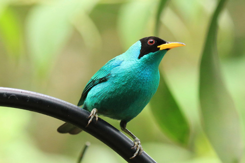 Vogelobservatie Pipeline Road Gamboa Town en Discovery Center