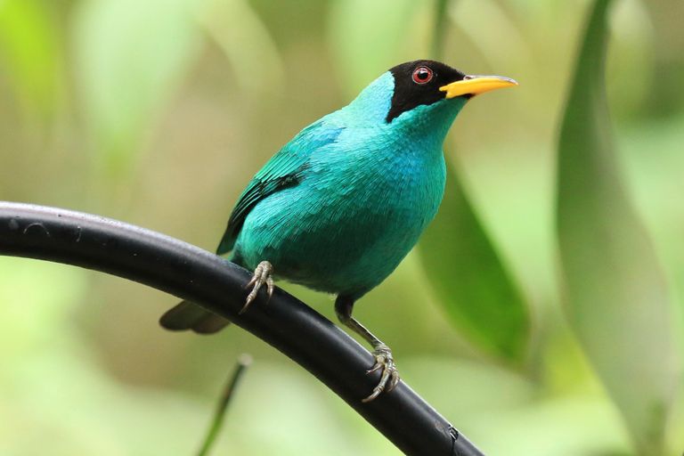 Vogelobservatie Pipeline Road Gamboa Town en Discovery Center