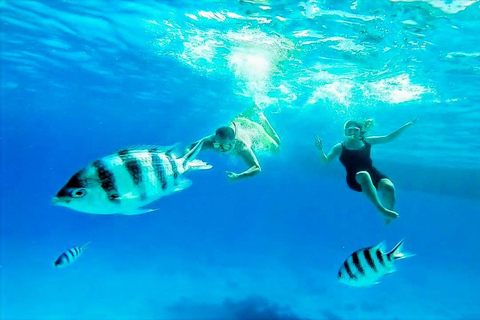 Ras Mohammed Yolanda, Sharks Observatory- Red Sea Treasures